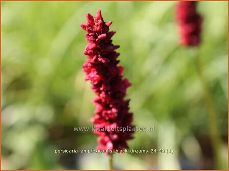 Persicaria amplexicaulis &amp;#x0027;Black Dreams&amp;#x0027; | Doorgroeide duizendknoop, Adderwortel, Duizendknoop | Kerzenkn&amp;
