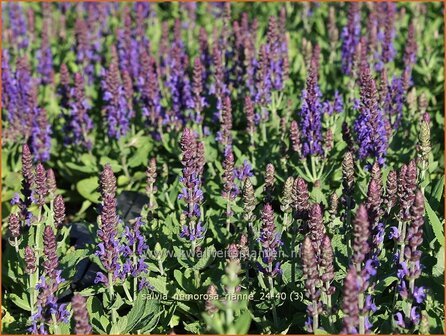 Salvia nemorosa &#039;Rianne&#039; | Bossalie, Salie, Salvia | Steppensalbei | Woodland Sage