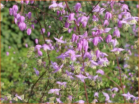 Thalictrum delavayi var. decorum | Chinese ruit, Ruit | Delavays Wiesenraute | Chinese Meadow Rue