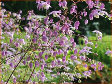 Thalictrum delavayi var. decorum | Chinese ruit, Ruit | Delavays Wiesenraute | Chinese Meadow Rue