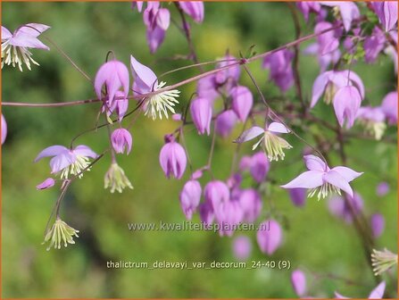 Thalictrum delavayi var. decorum | Chinese ruit, Ruit | Delavays Wiesenraute | Chinese Meadow Rue