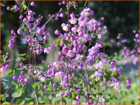 Thalictrum 'Purple Wings' | Ruit | Wiesenraute | Meadow Rue