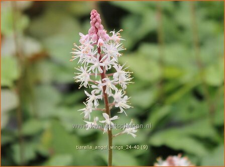 Tiarella 'Angel Wings' | Schuimbloem, Perzische muts, Schuimkaars | Schaumbl&uuml;te | Foam Flower
