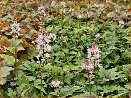 Tiarella 'Angel Wings' | Schuimbloem, Perzische muts, Schuimkaars | Schaumbl&uuml;te | Foam Flower