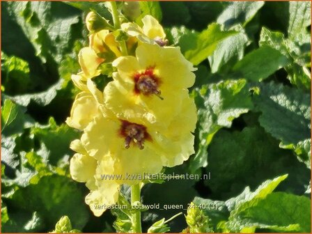 Verbascum 'Cotswold Queen' | Toorts | K&ouml;nigskerze | Mullein
