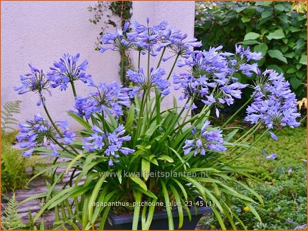 Agapanthus 'Pitchoune Blue' | Afrikaanse lelie, Kaapse lelie, Liefdesbloem, Blauwe tuberoos | Schmucklilie | African 