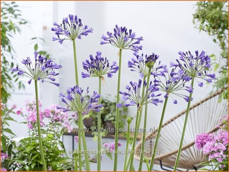 Agapanthus &#039;Vall&eacute;e de Loire&#039; | Afrikaanse lelie, Kaapse lelie, Liefdesbloem, Blauwe tuberoos | Schmucklilie | 