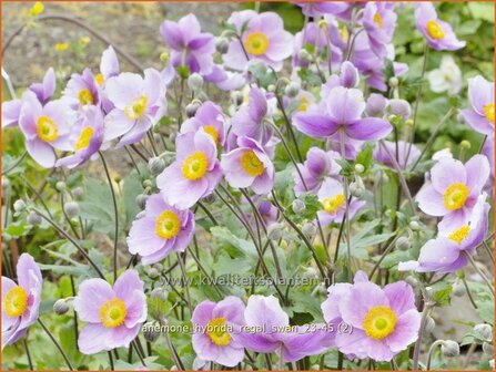 Anemone hybrida &amp;#x0027;Regal Swan&amp;#x0027; | Herfstanemoon, Japanse anemoon, Anemoon | Herbstanemone | Japanese Anemone