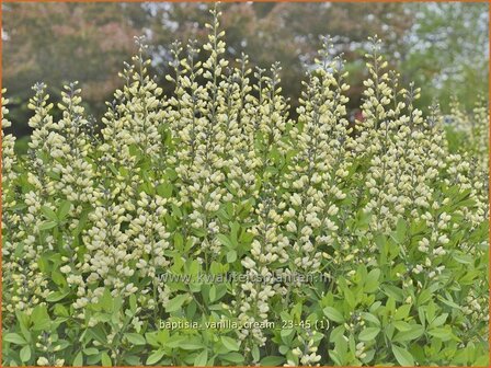 Baptisia 'Vanilla Cream' | Valse indigo, Indigolupine | F&auml;rberh&uuml;lse | False Indigo