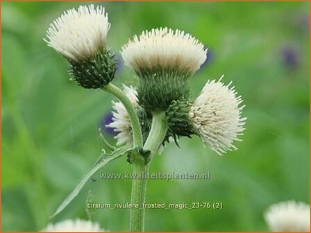 Cirsium rivulare &amp;#x0027;Frosted Magic&amp;#x0027; | Oeverdistel, Beekdistel, Vederdistel | Bach-Kratzdistel | Brook Thistl