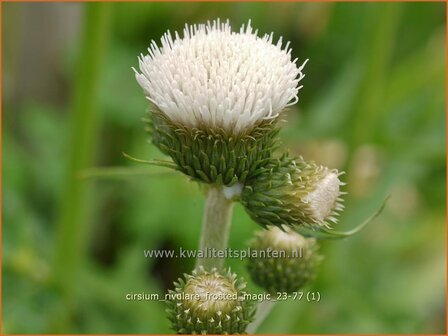 Cirsium rivulare &amp;#x0027;Frosted Magic&amp;#x0027; | Oeverdistel, Beekdistel, Vederdistel | Bach-Kratzdistel | Brook Thistl