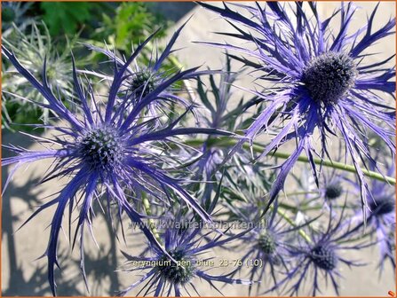 Eryngium 'Pen Blue' | Kruisdistel | Mannstreu | Sea Holly