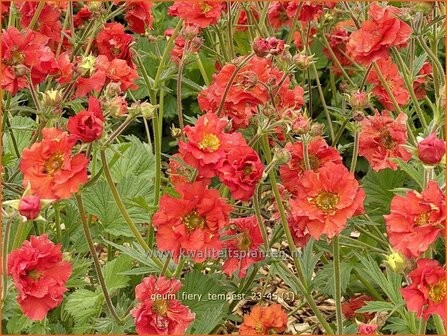 Geum &#039;Fiery Tempest&#039; | Nagelkruid | Nelkenwurz | Avens
