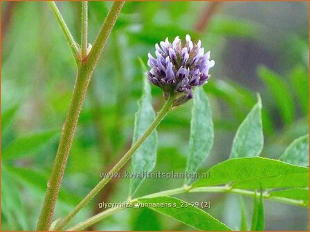 Glycyrrhiza yunnanensis | Chinees zoethout, Zoethout | Chinesisches S&uuml;&szlig;holz | Yunnan Licorice