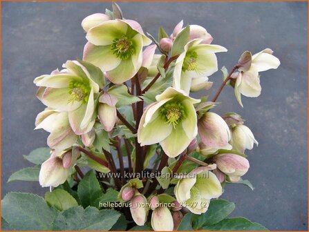 Helleborus 'Ivory Prince' | Nieskruid | Nieswurz | Hellebore