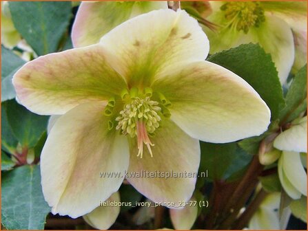 Helleborus 'Ivory Prince' | Nieskruid | Nieswurz | Hellebore