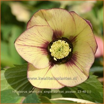 Helleborus orientalis 'Single Apricot Picotee' | Kerstroos, Lenteroos, Vastenroos, Oosters nieskruid, Nieskruid | Len