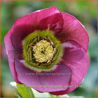 Helleborus orientalis 'Single Red Green Center' | Kerstroos, Lenteroos, Vastenroos, Oosters nieskruid, Nieskruid | Le