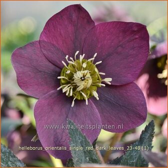 Helleborus orientalis 'Single Red Dark Leaves' | Kerstroos, Lenteroos, Vastenroos, Oosters nieskruid, Nieskruid | Len