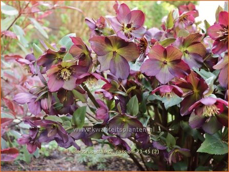 Helleborus 'Star of Passion' | Kerstroos, Lenteroos, Vastenroos, Nieskruid | Lenzrose | Lenten Rose