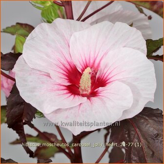 Hibiscus moscheutos 'Carousel Jolly Heart' | Tuinhibiscus, Moerashibiscus, Altheastruik, Heemstroos | Roseneibisch | 
