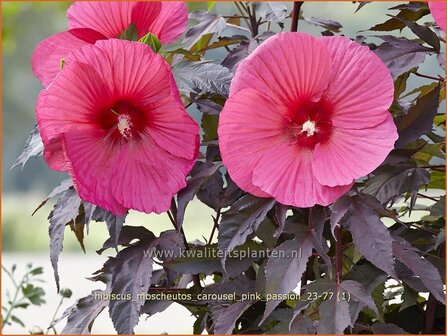 Hibiscus moscheutos 'Carousel Pink Passion' | Tuinhibiscus, Moerashibiscus, Altheastruik, Heemstroos | Roseneibisch |
