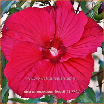 Hibiscus moscheutos 'Fireball' | Tuinhibiscus, Moerashibiscus, Altheastruik, Heemstroos | Roseneibisch | Swamp Mallow