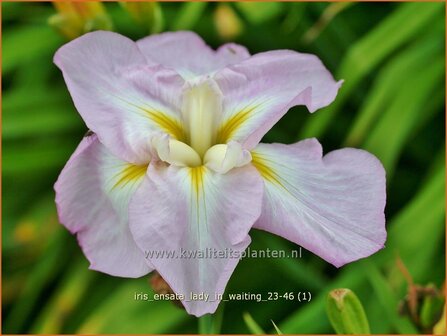 Iris ensata &#039;Lady in Waiting&#039; | Japanse lis, Japanse iris, Lis, Iris | Japanische Sumpf-Schwertlilie | Japanese Iris