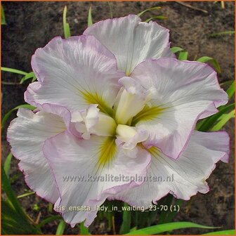 Iris ensata &#039;Lady in Waiting&#039; | Japanse lis, Japanse iris, Lis, Iris | Japanische Sumpf-Schwertlilie | Japanese Iris