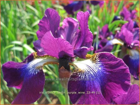 Iris sibirica 'Berlin Purple Wine' | Siberische lis, Lis, Iris | Sibirische Schwertlilie | Siberian Iris