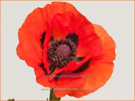 Papaver orientale &#039;Brilliant&#039; | Oosterse klaproos, Vaste papaver, Papaver, Klaproos | Orientalischer Mohn | Oriental 