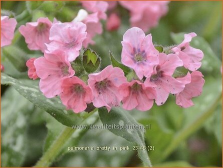 Pulmonaria 'Pretty in Pink' | Longkruid | Lungenkraut | Lungwort
