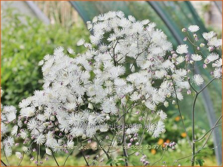 Thalictrum aquilegifolium &#039;White Cloud&#039; | Akeleiruit, Akeleibladige ruit, Ruit | Akeleibl&auml;ttrige Wiesenraute | Colum