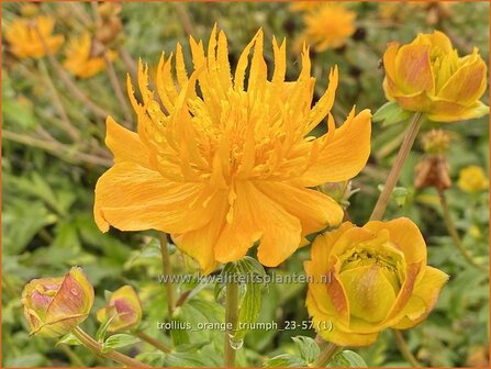 Trollius &#039;Orange Triumph&#039; | Globebloem, Kogelboterbloem, Kogelbloem | Trollblume | Globeflower