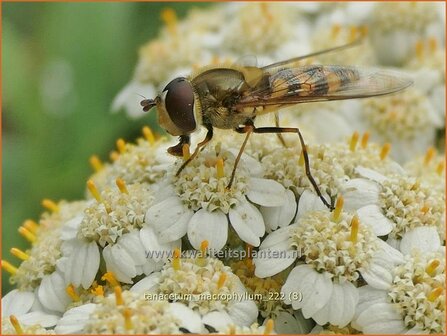 Tanacetum macrophyllum | Wormkruid | Gro&szlig;bl&auml;ttrige Wucherblume | Rayed Tansy