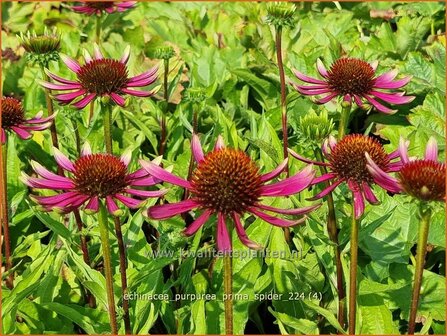 Echinacea purpurea 'Prima Spider' | Rode zonnehoed, Zonnehoed | Roter Sonnenhut | Purple Coneflower