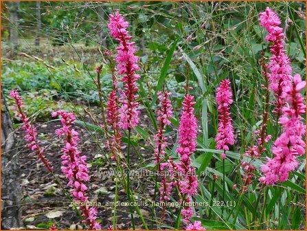 Persicaria amplexicaulis 'Flamingo Feathers' | Doorgroeide duizendknoop, Adderwortel, Duizendknoop | Kerzenkn&amp;#x0