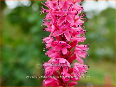 Persicaria amplexicaulis 'Flamingo Feathers' | Doorgroeide duizendknoop, Adderwortel, Duizendknoop | Kerzenkn&amp;#x0