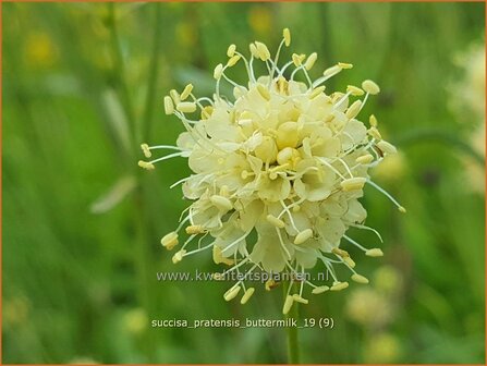 Succisa pratensis &#039;Buttermilk&#039; | Blauwe knoop | Gew&ouml;hnlicher Teufelsabbiss