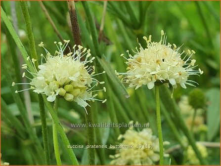 Succisa pratensis &#039;Buttermilk&#039; | Blauwe knoop | Gew&ouml;hnlicher Teufelsabbiss