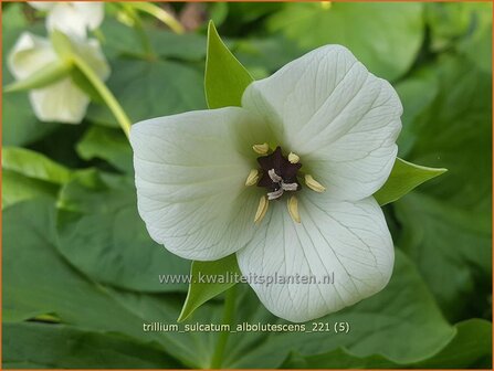Trillium sulcatum f. alba | Drieblad, Boslelie | Dreiblatt | Furrowed Wakerobin