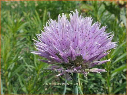 Allium ledebourianum | Bieslook, Look | Schnittlauch | Chives