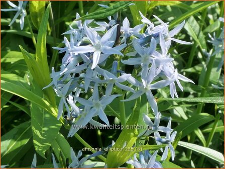 Amsonia elliptica | Blauwe ster, Stermaagdenpalm | R&ouml;hrenstern | Blue Star