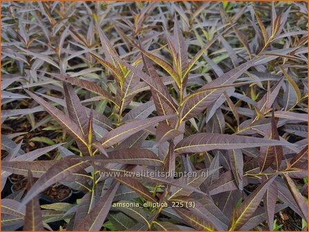 Amsonia elliptica | Blauwe ster, Stermaagdenpalm | R&ouml;hrenstern | Blue Star