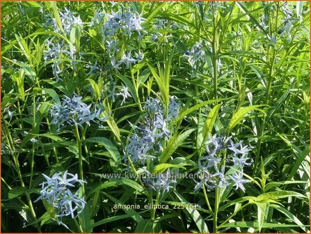 Amsonia elliptica | Blauwe ster, Stermaagdenpalm | R&ouml;hrenstern | Blue Star