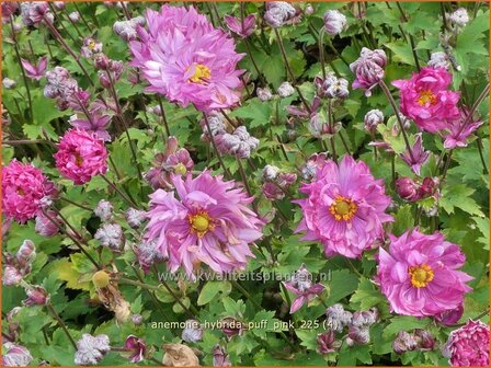 Anemone hybrida 'Puff Pink' | Herfstanemoon, Japanse anemoon, Anemoon | Herbstanemone | Japanese Anemone