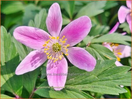 Anemone nemorosa 'Marie Rose' | Bosanemoon, Anemoon | Busch-Windr&ouml;schen | Wood Anemone