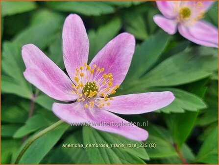Anemone nemorosa 'Marie Rose' | Bosanemoon, Anemoon | Busch-Windr&ouml;schen | Wood Anemone