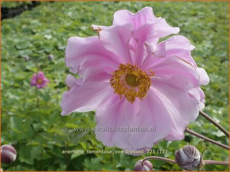 Anemone tomentosa 'Overdressed' | Hoge herfstanemoon, Herfstanemoon, Anemoon | Filzige Herbst-Anemone | Grapeleaf Ane