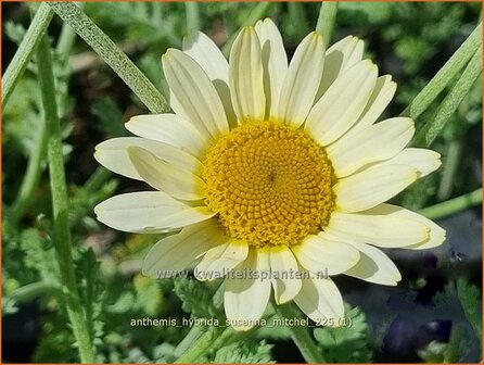Anthemis hybrida 'Susanna Mitchel' | Gele kamille, Verfkamille, Kamille, Schubkamille | F&auml;rberkamille | Chamomile